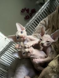 3 Beautiful Sphynx Kittens for sale