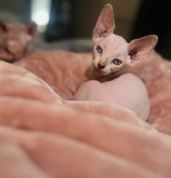 Bet ya never had a pink kitten before