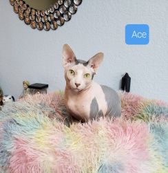 Exotic Sphynx Cat Intact Male