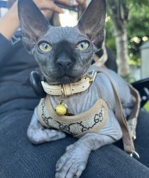 Reserve your Sphynx kitten with out Pay as We Grow plan