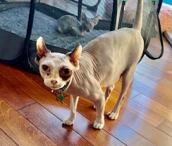 Sphynx For Sale (3 Years Old)