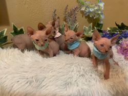 spinx kittens for sale