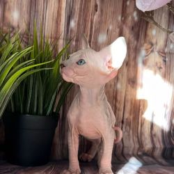 Meet our charming Sphynx kittens