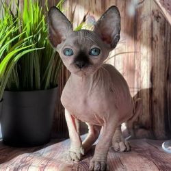 Adorable Male Sphynx Kitten for Sale -A Purr-fect Companion