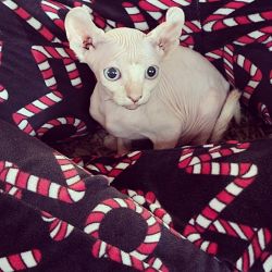 Sphynx cats and kittens
