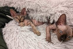 Sphynx Kittens For Sale