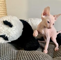 Cute Sphynx Kittens With Odds Eyes For Sale