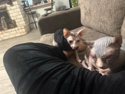 Two Sphynx Cats