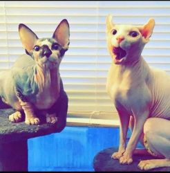 2 Sphynx for sale