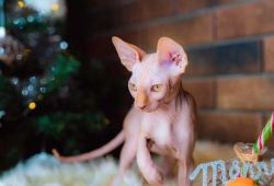 3 Canadian Sphynx kittens for sale