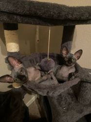 Darky Grey Sphynx Kittens