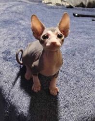 Outstanding Male and Female Sphynx Kittens