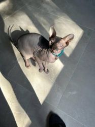 Healthy Male and Female Sphynx Kittens