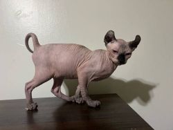 Talented Male and Female Sphynx Kittens