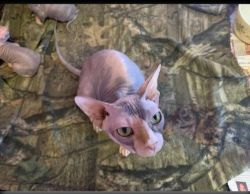 Best Male and Female Sphynx Kittens