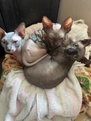 Adorable Two Sphynx Kittens
