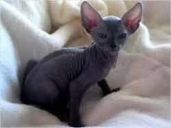 gorgeous male and female SPHYNX CATS