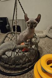 Sphynx Male Dwelf and Blue Tortie/Bicolor Male