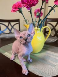 Sphynx kitten for sale