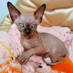 Sphynx Cat For Sale