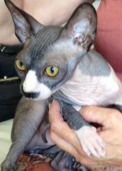 Sphynx Young Male