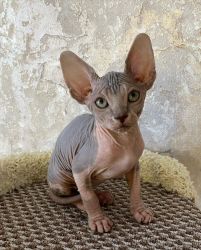 Cheap Sphynx Kittens Available Now