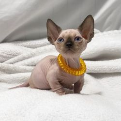 Male and female Sphynx Kittens