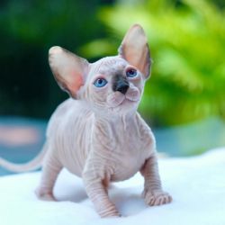 Sphynx Kittens Available