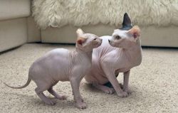 Exceptional sphynx cats at the best price to buy