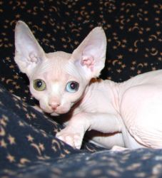 Simply Adorable Sphynx Kitten for Your Loving Home