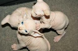 Adorable Hairless Sphynx Kittens!xxx) xxx-xxx9