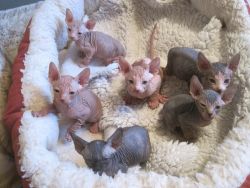 Beautiful Sphynx Kittens For Pet Homes Only