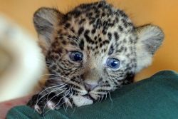 tiger and cheetah cubs for sale