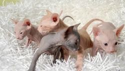 Gorgeous Top quality Sphynx Kittens Available