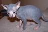 Adorable Canadian Sphynx kittens