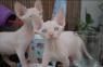 Sphynx Kittens For New Home