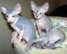 Beautifull Sphynx Kittens for Adoption