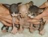 Sphyx Kittens for Free Adoption
