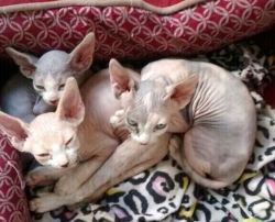 Exotic beautiful registered Sphynx Cats