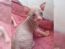 Cute Sphynx Cats Looking For New Family