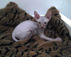 2 Male Sphynx Kittens Available