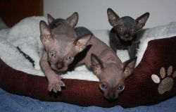 Gorgeous Sphynx Kittens For Sale.