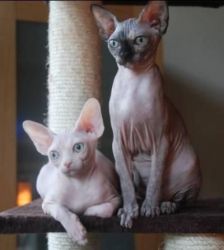 Absolutely Sphynx Kittens For Sale