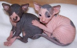 Gorgeous Litter Of Wrinkled Sphynx Kittens