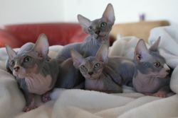 Adorable sphynx kittens for their new homes