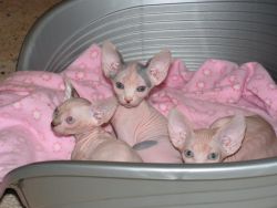 Purebred Registered Sphynx Kittens