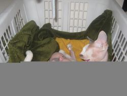 Sphynx Kittens Looking For New Homes