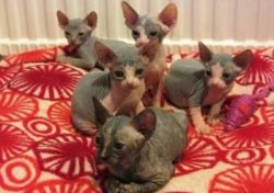 Cute Full Sphynx Kittens For Sale