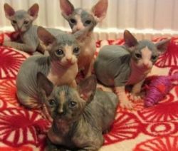 Cute Sphynx Kittens, Ready Now