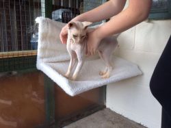 seven beautiful Sphynx babies for sale.
